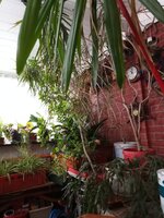 IMG_20250330_161229_394.jpg