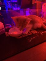 IMG_5266.jpeg