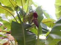DSCN0978.JPG