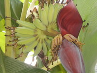 DSCN0979.JPG