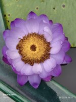 IMG_20250521_161240.jpg