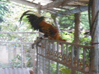 DSCN0187.JPG