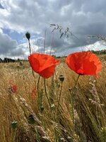 IMG_7017.jpeg