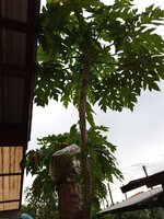 IMG_20250614_161820_074.jpg