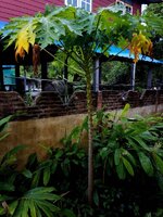 IMG_20250614_161524_856.jpg