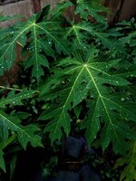 IMG_20250614_161539_381.jpg