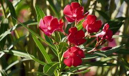 DSC01366.JPG