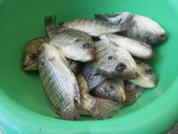 DSCN0276.JPG