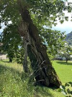 IMG_7107.jpeg