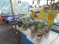 DSCN0647.JPG