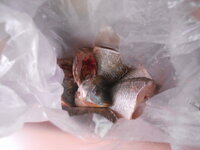 DSCN0693.JPG