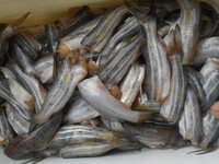 DSCN0456.JPG