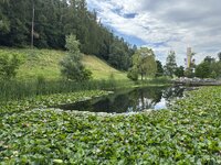 IMG_7194.jpeg