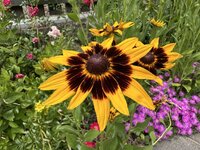IMG_7259.jpeg