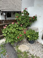 IMG_7264.jpeg