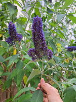 20250711_123229.jpg