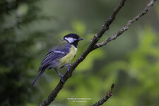 Vögel_at_home-4.jpg