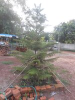 DSCN0982~2.JPG