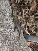 IMG_1950.jpeg