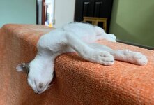 IMG_9936.jpeg