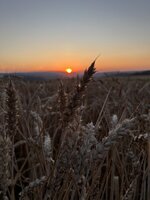 IMG_2165.jpeg