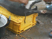 DSCN1268.JPG
