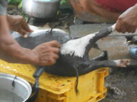 DSCN1269.JPG