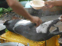 DSCN1271.JPG