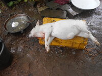 DSCN1283.JPG