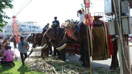 Surin_Elephant1_P1020255.jpg