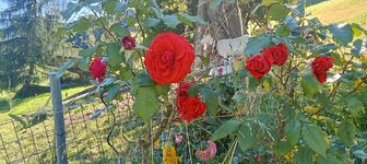 IMG20250629164218.jpg