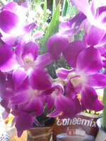 DSCN1431~2.JPG