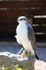 Duitsland-Detmold ''Adlerwarte'' (45).JPG