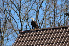 Duitsland-Detmold ''Adlerwarte'' (93).JPG