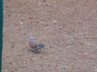 DSCN1465.JPG