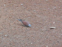 DSCN1464.JPG