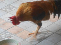 DSCN1598.JPG