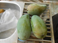 DSCN0096.JPG
