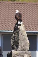 Duitsland-Detmold ''Adlerwarte'' (96).JPG