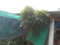 DSCN1471.JPG