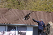 Duitsland-Detmold ''Adlerwarte'' (109).JPG