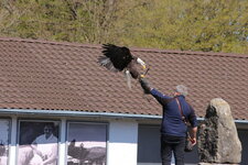 Duitsland-Detmold ''Adlerwarte'' (110).JPG