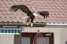 Duitsland-Detmold ''Adlerwarte'' (119).JPG