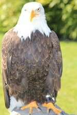 Duitsland-Detmold ''Adlerwarte'' (124).JPG