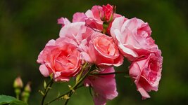 DSC02116.jpg