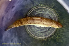 140-Chaweng-Fishing-2025-0728-14.jpg