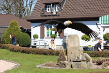 Duitsland-Detmold ''Adlerwarte'' (151).JPG