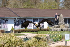 Duitsland-Detmold ''Adlerwarte'' (155).JPG
