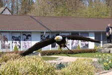 Duitsland-Detmold ''Adlerwarte'' (156).JPG