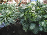 DSCN1668.JPG